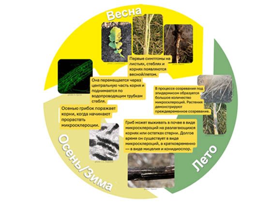 График 1: Жизненный цикл Verticillium longisporium, возбудителя рака рапса. Источник: RAPOOL 2026